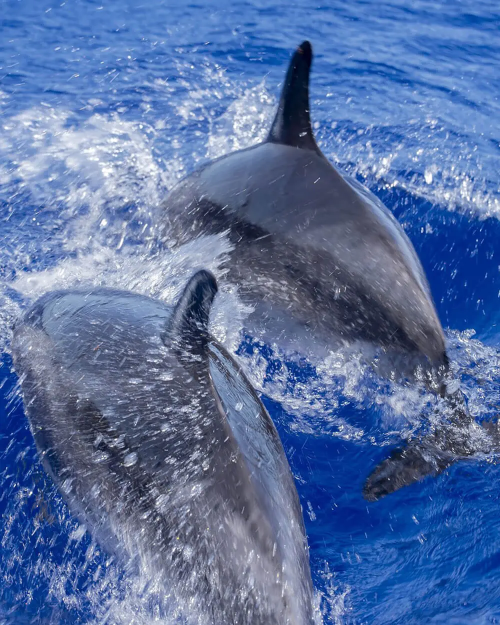 Dolphin sighting